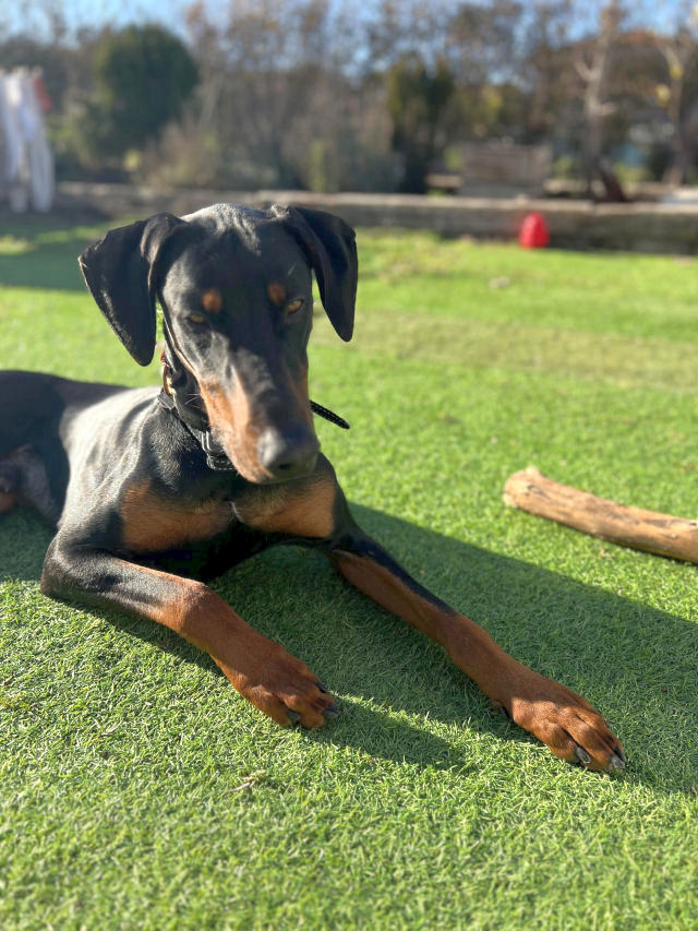 DOBERMAN EN ADOPCION - foto 3
